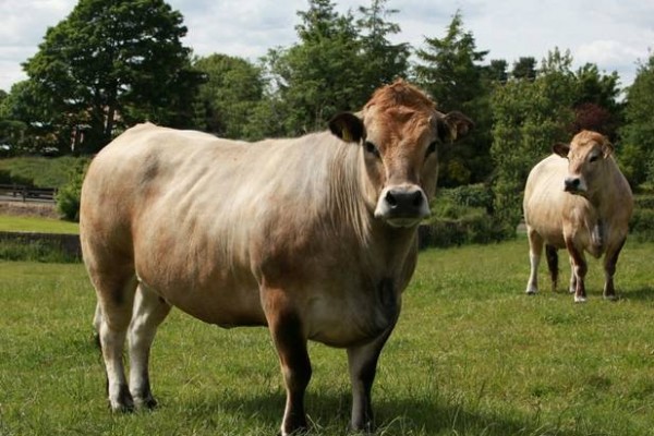 AUBRAC CATTLE - VILLA GERMANIA ALIMENTOS S.A.